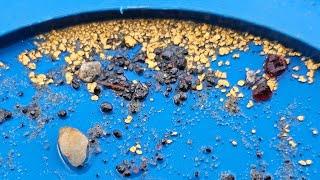 Metamorphic Gold and Gemstone Deposit Recovery | Live