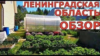В ГОСТЯХ у меня на ОГОРОДЕ  23 июня Ленинградская область