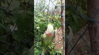 mithu️ #parrot #nonstoptalkingparrot #talkingparot #talkingparrot #funny #pets #birds #cutebird #