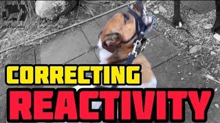 A Jack Russell that needs to learn some manners #dog #dogs