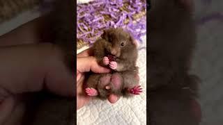 Хомчок кушает #хомяк #хомячок #хома #хомячата