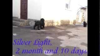 SILVER  LIGHT, 2 мес 10 дней/ 2 month and 10 days