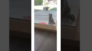 Best 2 #funny #animals #viral #video #shorts