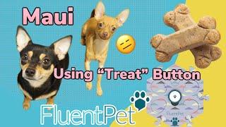 MAUI USING FLUENT PET FOR TREATS Uh oh!