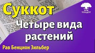 Четыре вида растений. Холь-а-Моэд. Рав Бенцион Зильбер