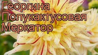 Георгина полукактусовая Меркатор (dahlia cultorum)  обзор: как сажать, рассада георгины Меркатор