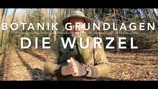 Die Wurzel - Grundwissen Botanik