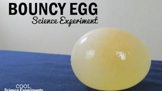 Bouncy Egg Science Experiment