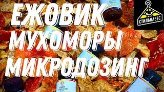 Микродозинг ежовик гребенчатый и мухоморы. Теперь в стильнавес!