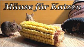 Mäuse für Katzen  flüchtende Maus