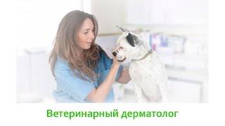 Ветеринар Дерматолог & Чем Занимается Ветеринар Дерматолог. Ветклиника Био-Вет