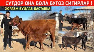 СУТДОР ОНА БОЛА БУГОЗ СИГИРЛАР ХОРАЗМ БУ́ЙЛАБ ДАСТАВКА БОР ОҒАБЕК ОҒАНИ СИГИРЛАРИ !!! ХОРАЗМ БОЗОР