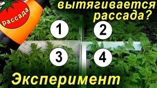 РАССАДА ВЫТЯГИВАЕТСЯ? Испытание 3 эффективных методов против вытягивания и перерастания.