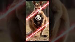 "The Kangaroo Who Helped the Panda":