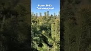 Сезон 2022г! Сосна обыкновенная H=1,5-2,5м, ЗКС. Динской питомник FOREST KUBAN