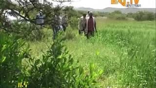 Eritrea Administrator conducts tour of inspection as regards select seed plantations in Dubarwa sub