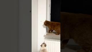 Spider vs. Cats #catvideos #cat #cat