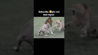 "Lion Attack Gone Wrong | The Lion That Never Dies!"#animals #wildlife #trending #shorts #scarface