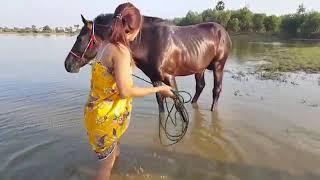 Village cute student care black horse training basics and How to start training a horse