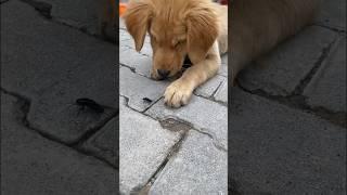 Cute dog in Cappadocia, Turkey #shorts #turkey #türkiye #tiktok #funny #cute #dog #animals #dogs