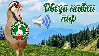 Овози кабки нар  Голос Куропатка صوت الحجل Partridge's voice صدای کبک