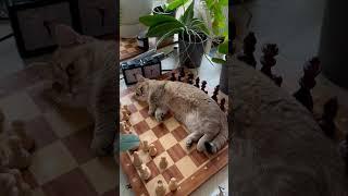 Персик сьогодні посунула фланги чорних )). #cat , #funnycats , #discus .