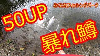 おくとねFP　暴れる50up【管理釣り場】Trout Fishing