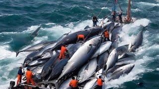 Shocking Fishing Technology - How Europe’s Fishermen Process Tons of Cod Onboard!