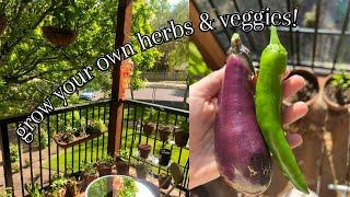 balcony garden done in 3 days! 2022 balcony garden tour, growing herbs and greens in small space