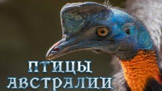 Дикие птицы Австралии - Подготовка гнезда. Мир природы дикие животные. #Документальный фильм. Nature