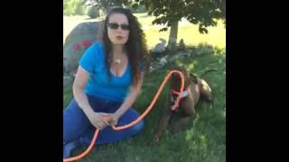 Dog Guard - Electric Dog Fence -  Saved Her Dog's Life the Hudson Valley, NY (NOT INVISIBLE FENCE)