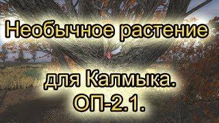 Необычное растение для Калмыка. ОП-2.1.