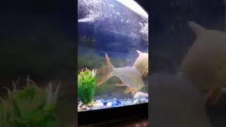 Online Fish Shopping in India / Fish Tank for SALE - Call Anil 9210090877 #trending #viral #shorts 7