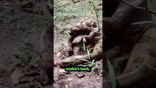 This Sloth and Snake are Old Buddies️