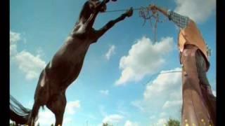 animal planet ident horse