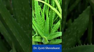Alovera for joint pain #shorts