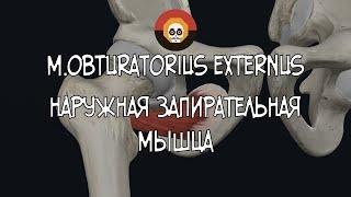 Наружная запирательная мышца (m. obturatorius externus)