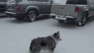 Blue Merle Sheltie playing in the snow