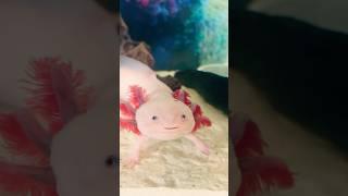 Cutest Axolotl in the world. Pinky ️#axolotl #cute