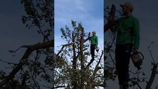 Incredibly dangerous high-altitude work, Cutting Oak Without Insurance