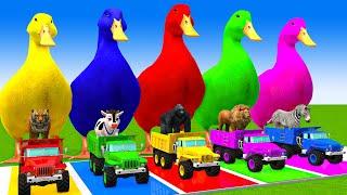 5 Giant Duck Cartoon,Cow,Mammoth,Dog,T-Rex,Lion,Tiger Paint Wild Animals Crossing Fountain Animation