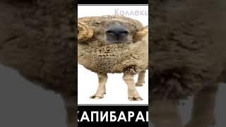 капибары захватили мир