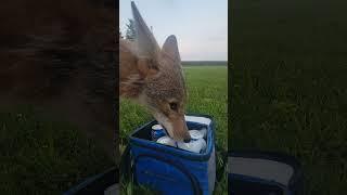 Coyote and Kitten in my yard! #stalker #food  #weavethecoyote #duckholliday #howiedewitt #nature