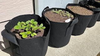 Best Fabric Grow Pots On Amazon? | Gardzen 7 Gallon Grow Bags Review