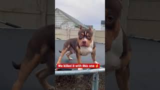 SFB Kong my American bully hang out on the trampoline #americanbully #sfb #santosfamilybullies