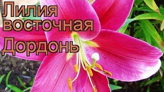 Лилия восточная Дордонь (lilium)  восточная лилия Дордонь обзор: как сажать, луковицы лилии Дордонь