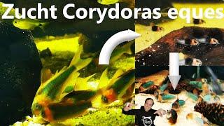 Traumfisch! ZUCHT CORYDORAS EQUES - Dreieckspanzerwels