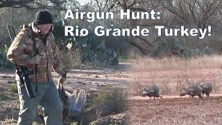 Airgun Hunting Rio Grande Turkey! The AirForce Texan .357