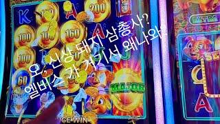 샌프란시스코 그라톤 카지노 슬롯머신 1탄 , 칸쿤여행후 달려간 카지노에서 여행경비한번 뻇어봐? 아는형이 잭팟터졌다는 버팔로 우리도 질순없지? Graton Casino slot