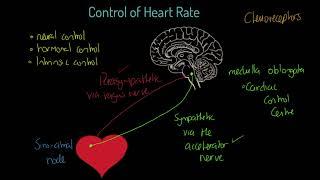 OCR A-level PE: Control of Heart Rate